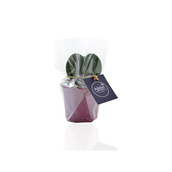 Hoya publicitaire - Pot zinc 6,5-7 cm