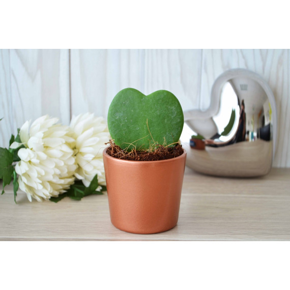 Hoya publicitaire - Pot zinc 6,5-7 cm