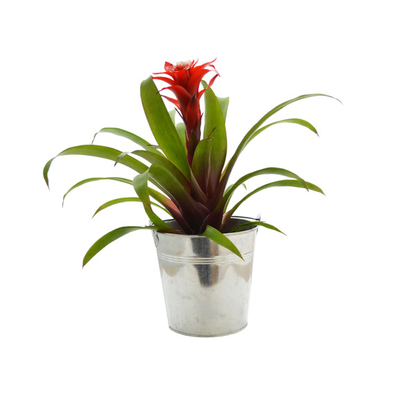 Grande Plante déco publicitaire - pot de 14/15 cm en zinc