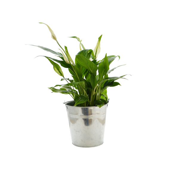 Grande Plante déco publicitaire - pot de 14/15 cm en zinc