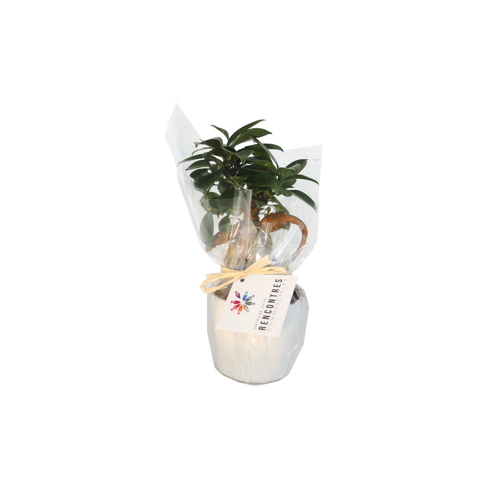 Ficus publicitaire Ginseng en pot ceramique 7 cm