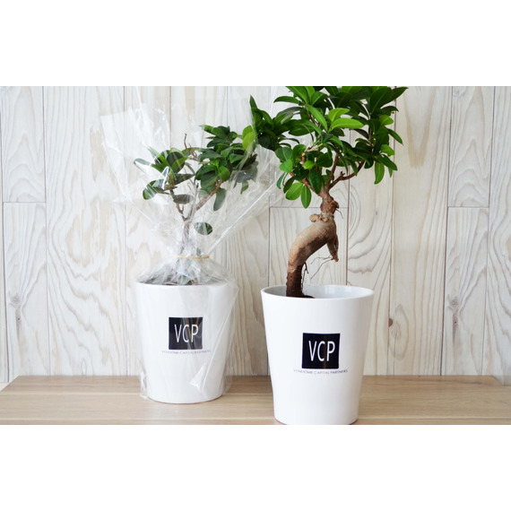 Ficus publicitaire Ginseng en pot ceramique 12 cm