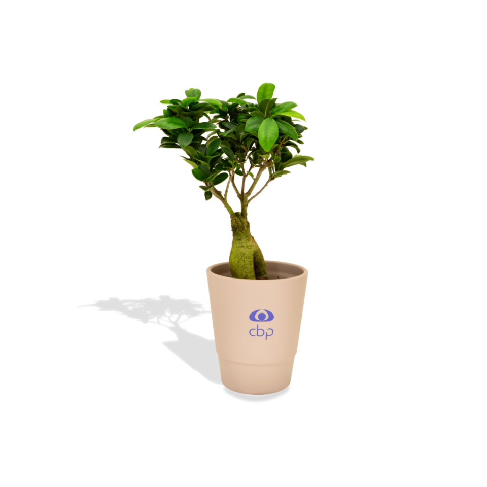 Ficus publicitaire Ginseng en pot ceramique 12 cm