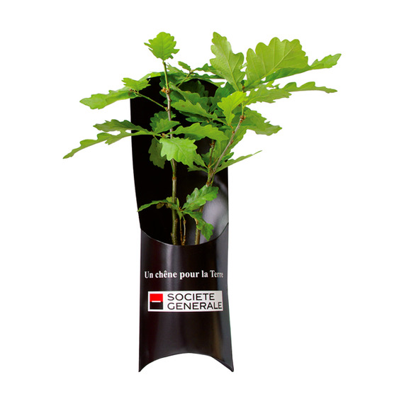 Etui publicitaire arbre - Plants