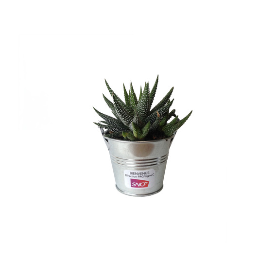 Mini plante dépolluante  - pot zinc 6 cm