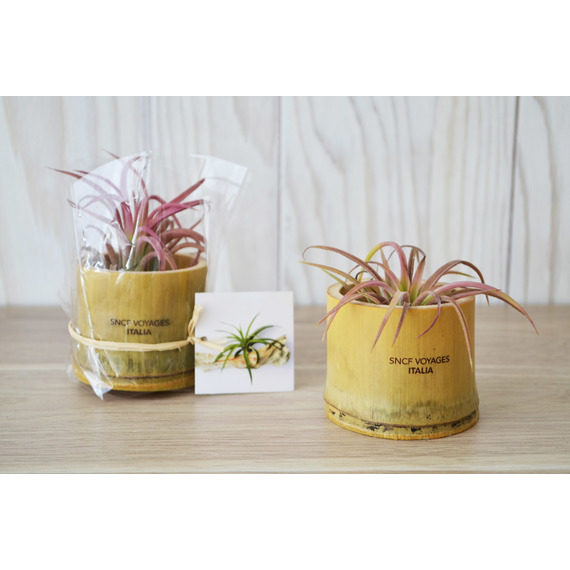 Tillandsia publicitaire en pot bambou