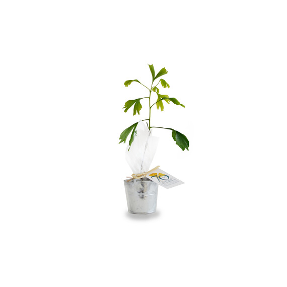 Plant publicitaire arbre en pot zinc