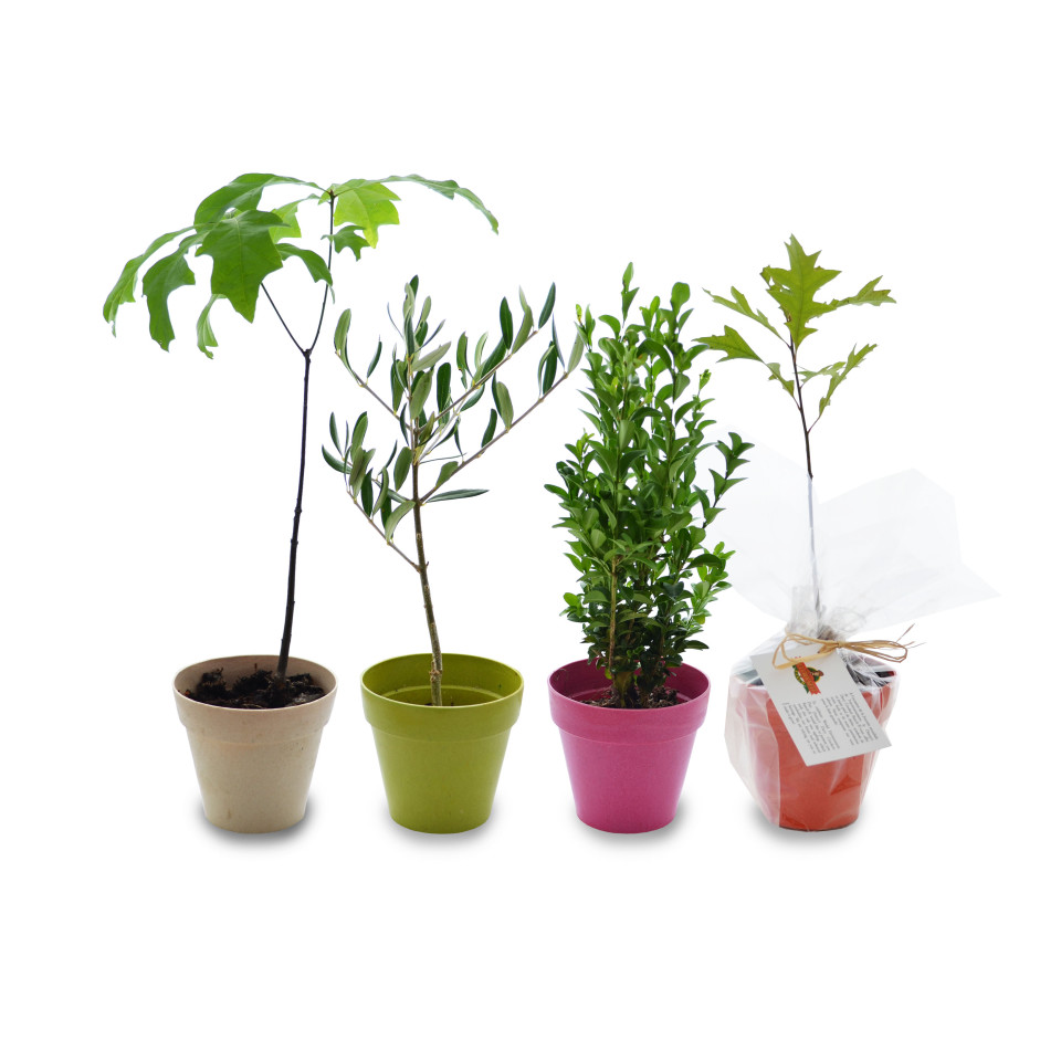 Plant publicitaire arbre en pot fibre Bambou