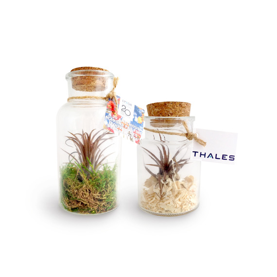 Mini terrarium publicitaire Tillandsia en bouteille - Petit modèle