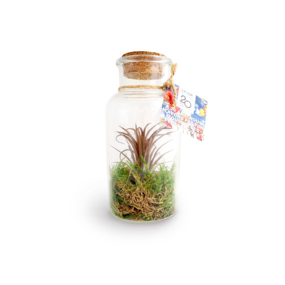 Mini terrarium publicitaire Tillandsia en bouteille - Petit modèle