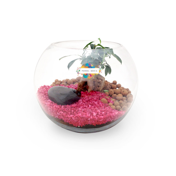 Terrarium publicitaire en Kit - Grand modèle Ficus Ginseng