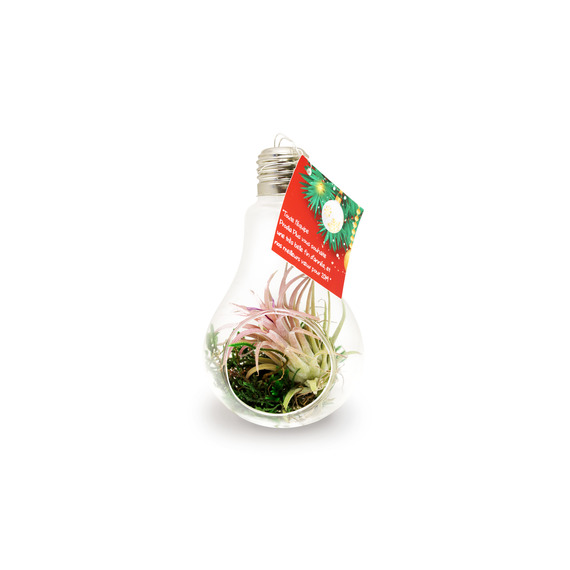 Tillandsia publicitaire en ampoule