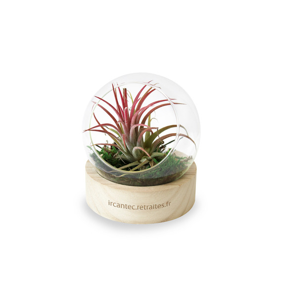 Terrarium publicitaire socle bois + vase