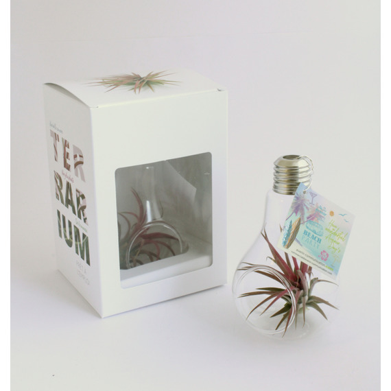 Tillandsia publicitaire en ampoule