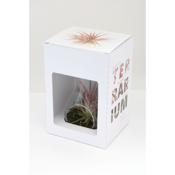 Tillandsia publicitaire en ampoule