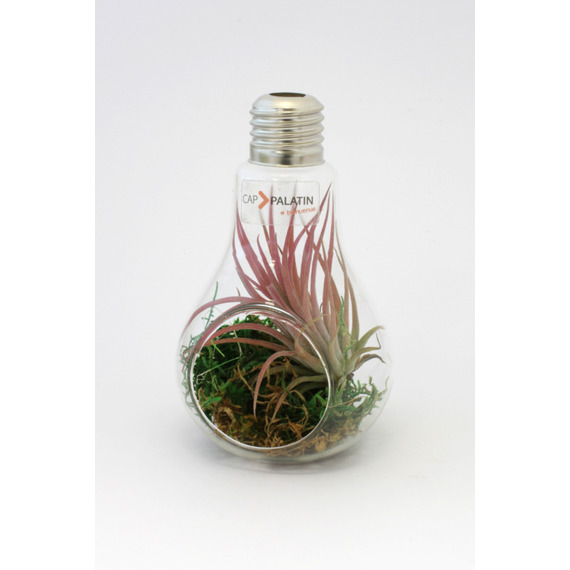 Tillandsia publicitaire en ampoule