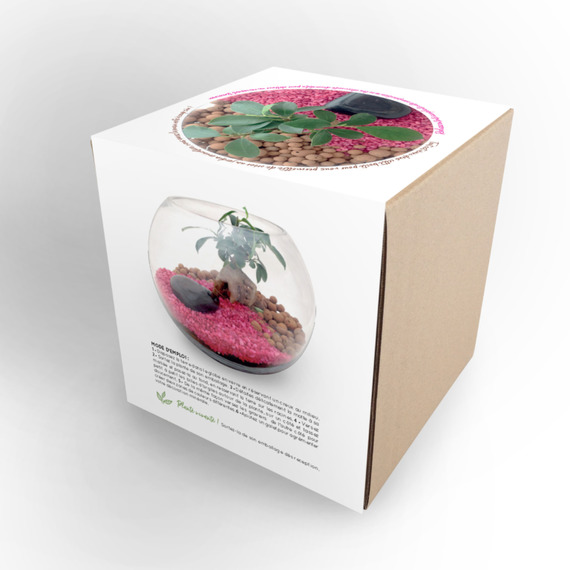 Terrarium publicitaire en Kit - Grand modèle Ficus Ginseng