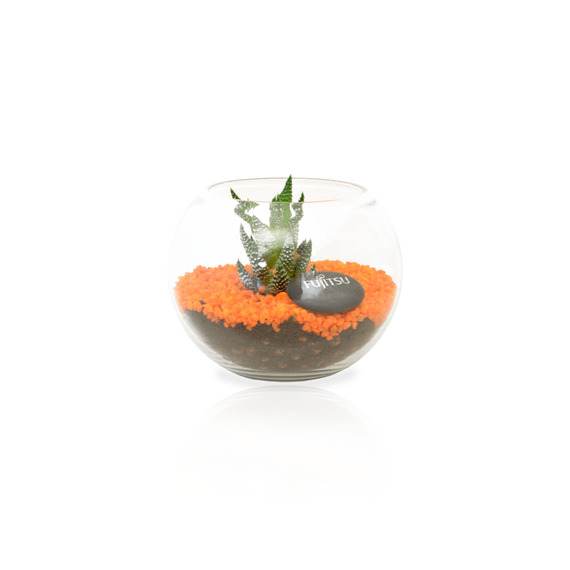 Terrarium publicitaire en Kit - Petit modèle plante dépolluante