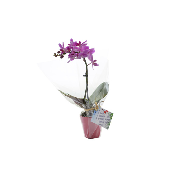 Orchidée publicitaire grand modèle pot zinc 9-10 cm