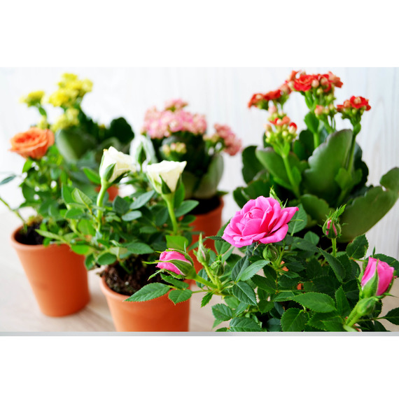 Mini plante fleurie en pot Terre cuite 6 cm publicitaire