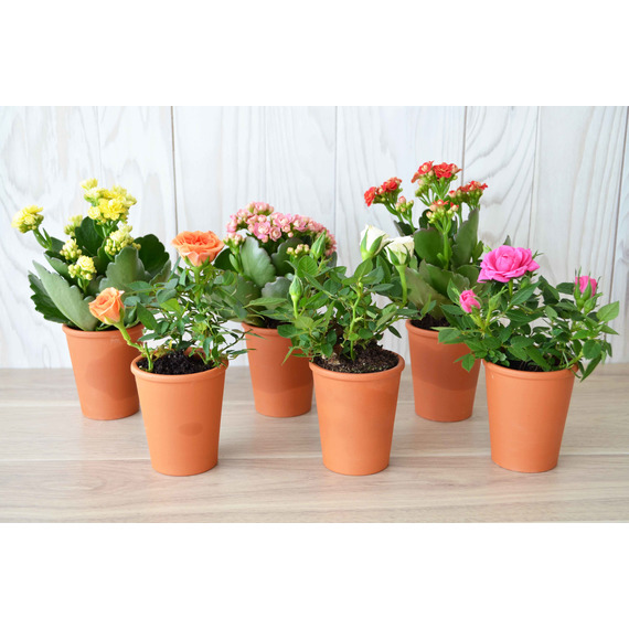 Mini plante fleurie en pot Terre cuite 6 cm publicitaire