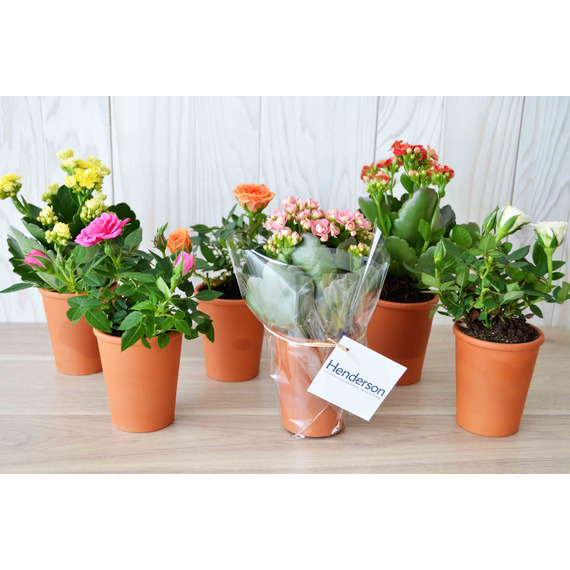 Mini plante fleurie en pot Terre cuite 6 cm publicitaire