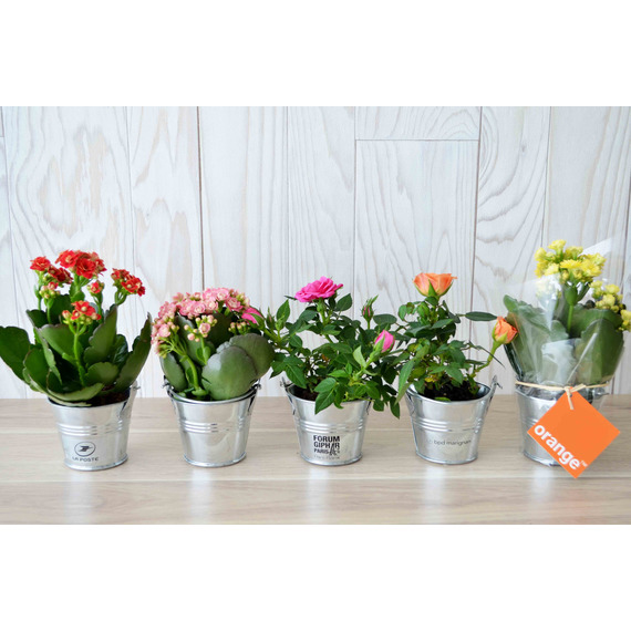 Mini plante fleurie en pot zinc 6 cm publicitaire