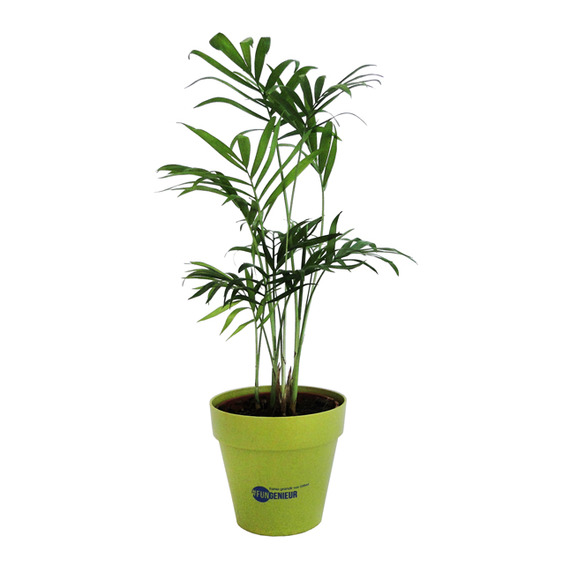 Plant publicitaire arbre en pot fibre Bambou