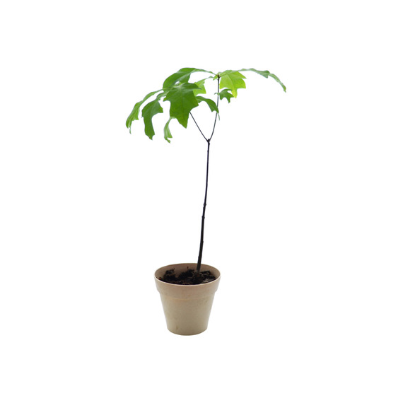 Plant publicitaire arbre en pot fibre Bambou