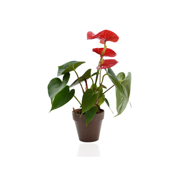 Plante publicitaire déco en pot ecolo Bambou- biodégradable 10 cm