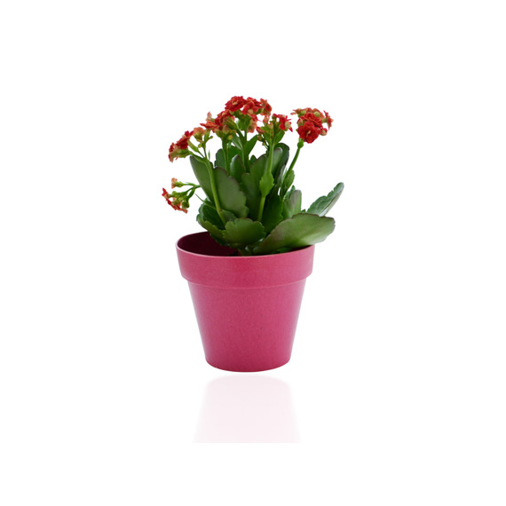 Plante publicitaire déco en pot ecolo Bambou- biodégradable 10 cm