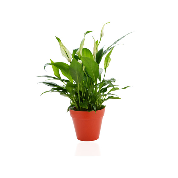 Plante publicitaire déco en pot ecolo Bambou- biodégradable 10 cm