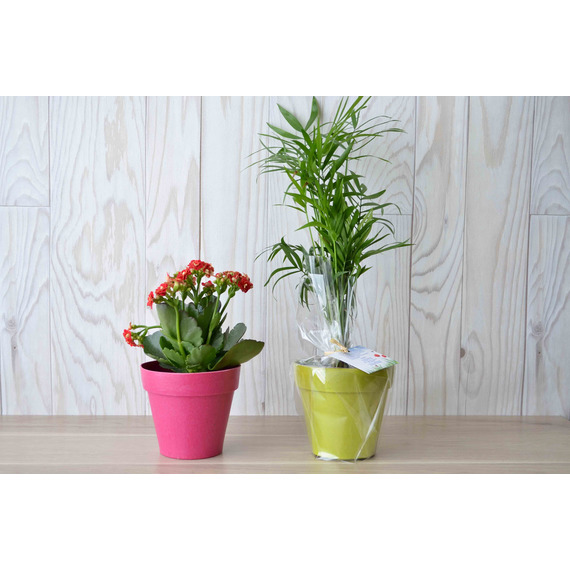 Plante publicitaire déco en pot ecolo Bambou- biodégradable 10 cm