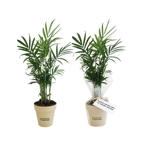 Plante publicitaire déco en pot ecolo Bambou- biodégradable 10 cm