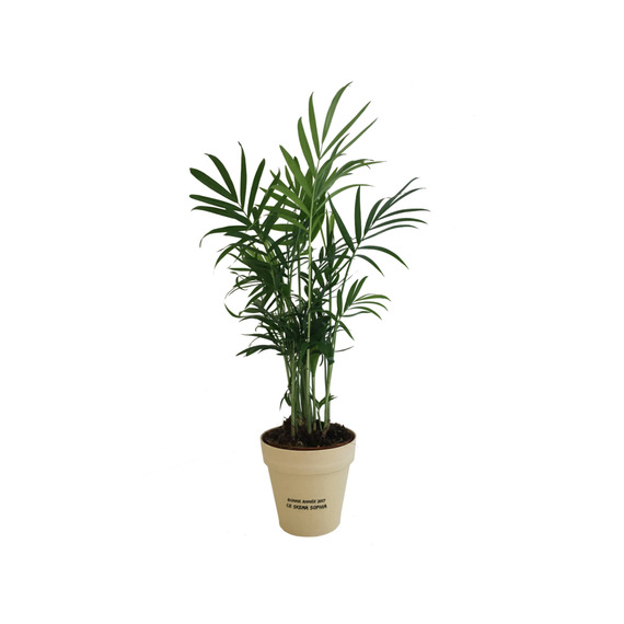 Plante publicitaire déco en pot ecolo Bambou- biodégradable 10 cm