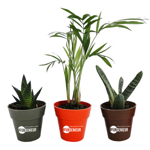 Plante publicitaire déco en pot ecolo Bambou- biodégradable 6,5 cm