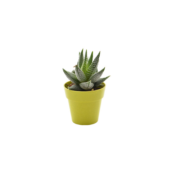 Plante publicitaire déco en pot ecolo Bambou- biodégradable 6,5 cm