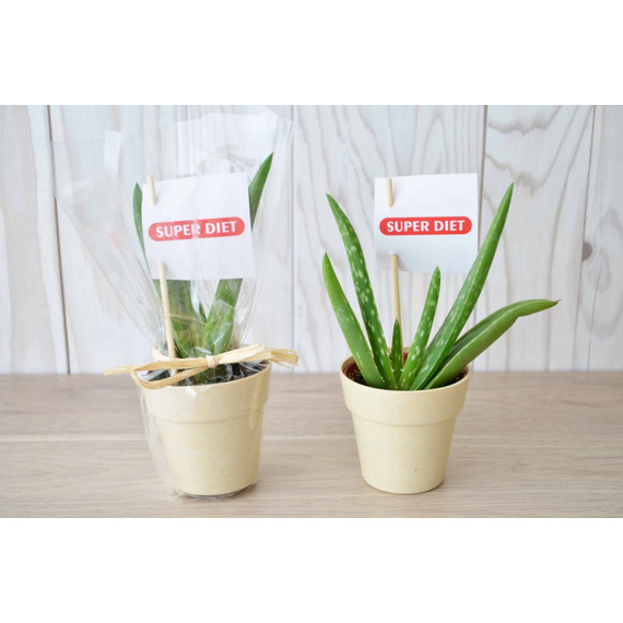 Plante publicitaire déco en pot ecolo Bambou- biodégradable 6,5 cm