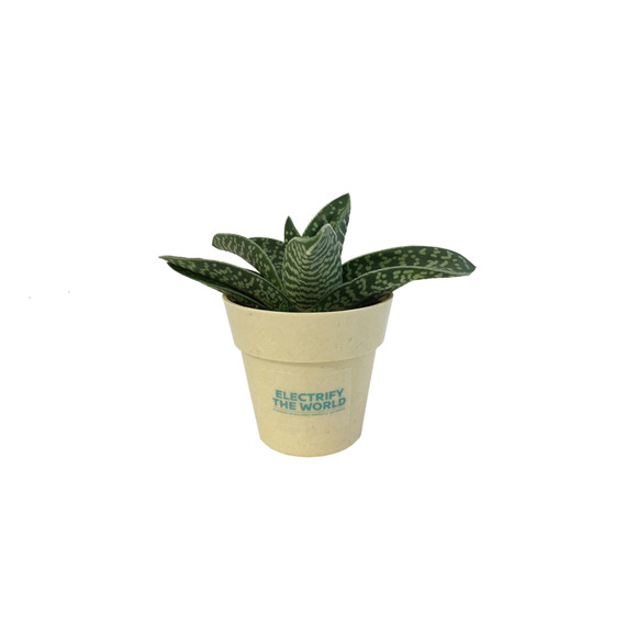 Plante publicitaire déco en pot ecolo Bambou- biodégradable 6,5 cm