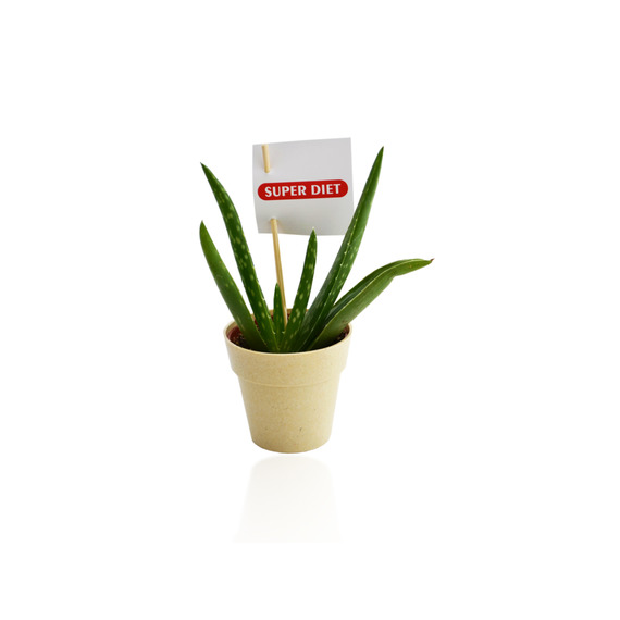 Plante publicitaire déco en pot ecolo Bambou- biodégradable 6,5 cm