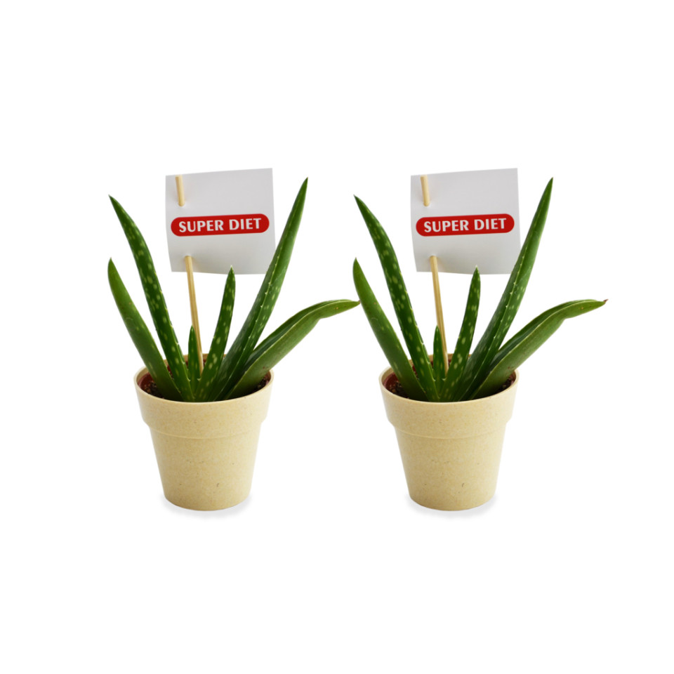 Plante publicitaire déco en pot ecolo Bambou- biodégradable 6,5 cm