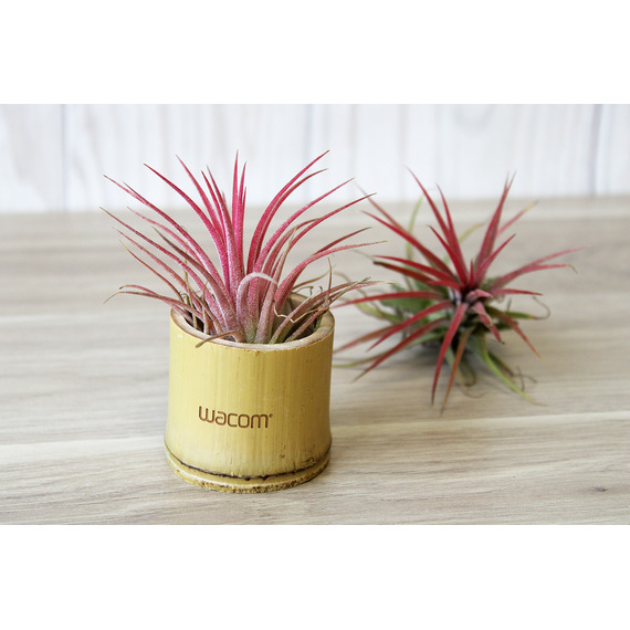 Tillandsia publicitaire en pot bambou