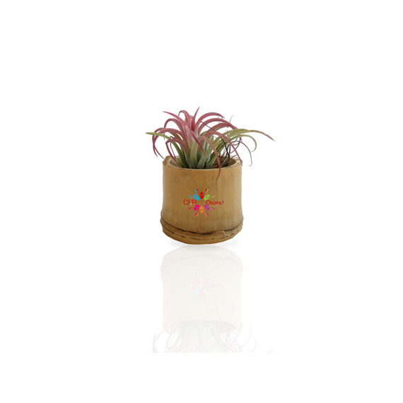 Tillandsia publicitaire en pot bambou