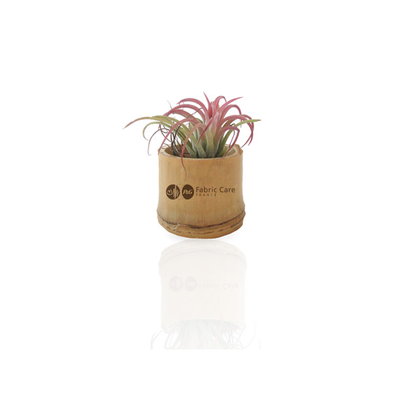 Tillandsia publicitaire en pot bambou