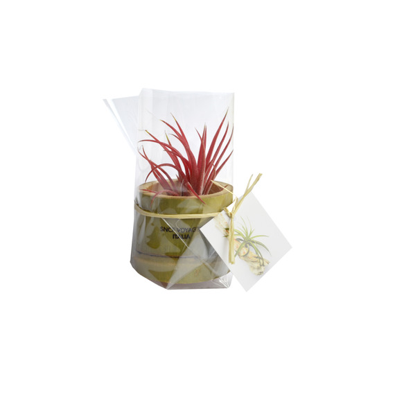 Tillandsia publicitaire en pot bambou