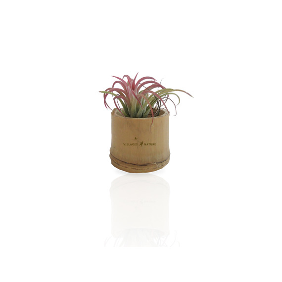 Tillandsia publicitaire en pot bambou