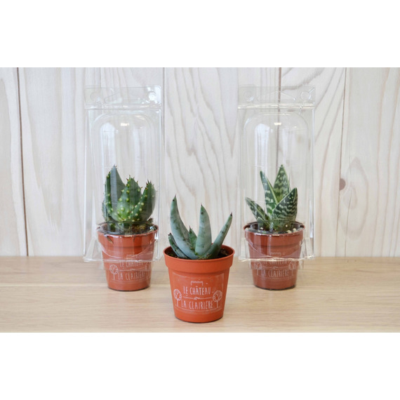 Mini serre publicitaire 1 pot cactus ou succulente