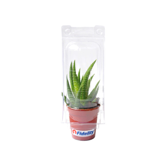 Mini serre publicitaire 1 pot cactus ou succulente