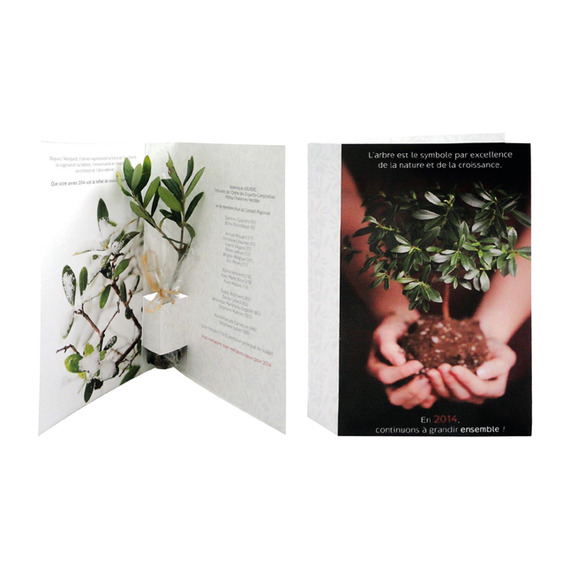 Plante publicitaire Postale: Bambou, Olivier, Eucalyptus, Palmier