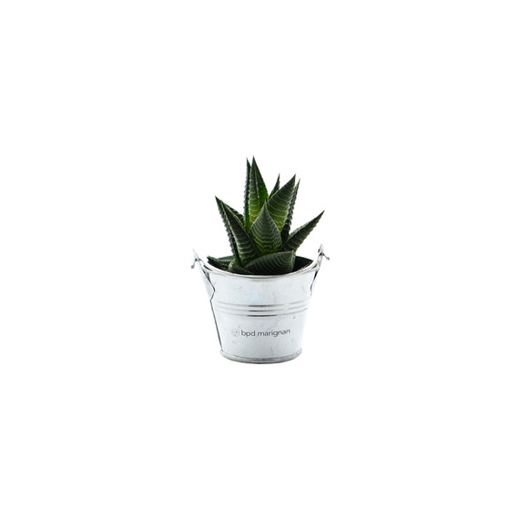 Mini plante dépolluante  - pot zinc 6 cm